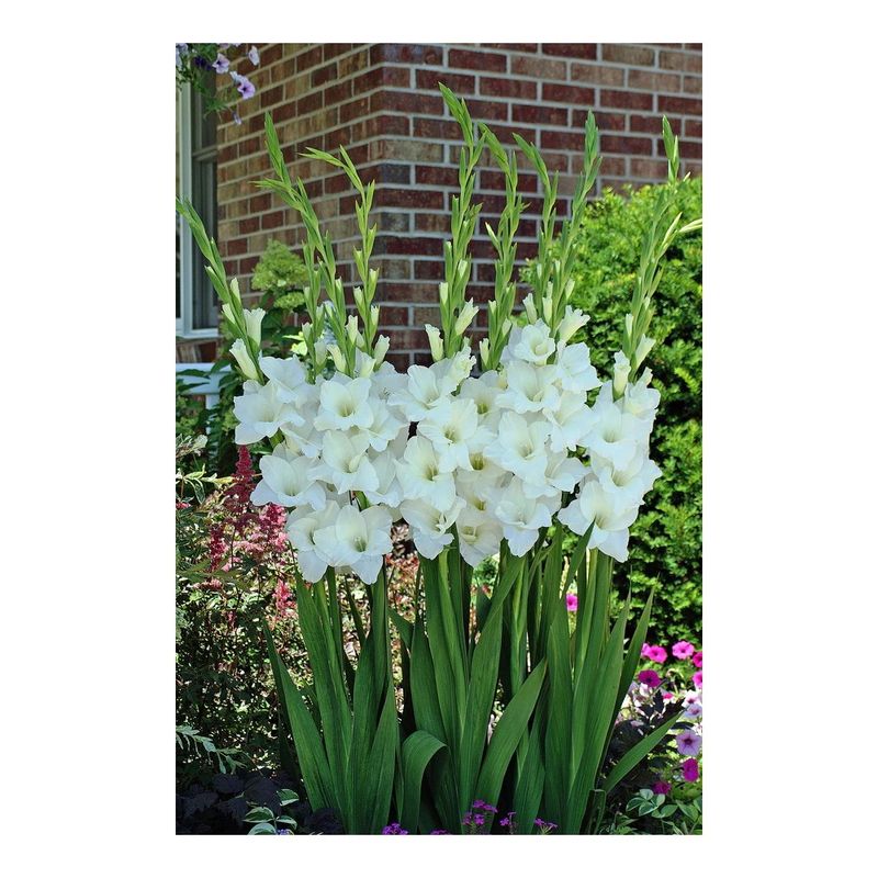 Casa si Gradina - Gradinarit si plante - Plante si ghivece - Bulbi, seminte si rasaduri - Bulb, Gladiole, Argenta, Calibru 8/10 - Infinity.ro