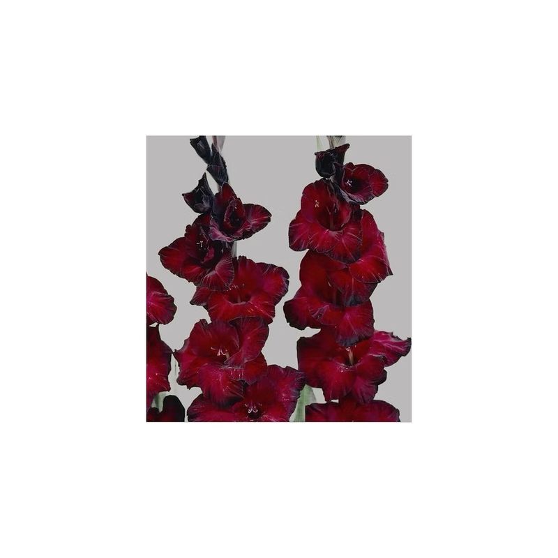 Casa si Gradina - Gradinarit si plante - Plante si ghivece - Bulbi, seminte si rasaduri - Bulb, Gladiole, At night, Calibru 10/12 - Infinity.ro