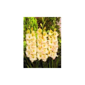 Bulb, Gladiole, Cream perfection, Calibru 8/10