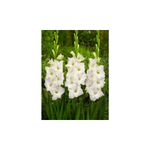 Casa si Gradina - Gradinarit si plante - Plante si ghivece - Bulbi, seminte si rasaduri - Bulb, Gladiole, Ivory priscilla, Calibru 8/10 - Infinity.ro
