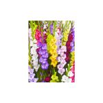 Casa si Gradina - Gradinarit si plante - Plante si ghivece - Bulbi, seminte si rasaduri - Bulb, Gladiole, Multicolore Mix, Calibru 8/10 - Infinity.ro