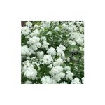Casa si Gradina - Gradinarit si plante - Plante si ghivece - Pomi,arbusti si butasi - Philadelphus 'Minnesota Snowflake', iasomie cu flori duble, arbust parfumat, la ghiveci, 1 buc - Infinity.ro