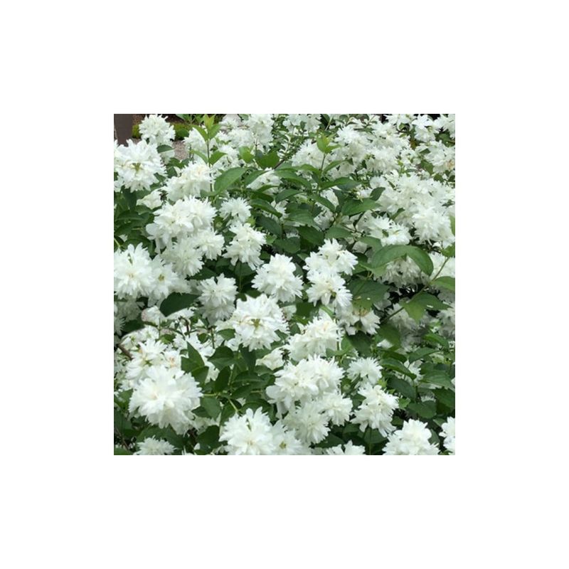 Casa si Gradina - Gradinarit si plante - Plante si ghivece - Pomi,arbusti si butasi - Philadelphus 'Minnesota Snowflake', iasomie cu flori duble, arbust parfumat, la ghiveci, 1 buc - Infinity.ro