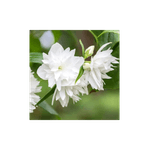 Casa si Gradina - Gradinarit si plante - Plante si ghivece - Pomi,arbusti si butasi - Philadelphus 'Minnesota Snowflake', iasomie cu flori duble, arbust parfumat, la ghiveci, 1 buc - Infinity.ro