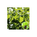 Casa si Gradina - Gradinarit si plante - Plante si ghivece - Plante in ghiveci - Alnus glutinosa, anin, arbore decorativ iubitor de umezeala, la ghiveci,120-150 cm, 1 buc - Infinity.ro