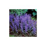 Casa si Gradina - Gradinarit si plante - Plante si ghivece - Plante in ghiveci - Ajuga reptans 'Chocolate Chips', planta perena pitica, acoperitoare de sol, la ghiveci, 1 buc - Infinity.ro