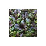 Casa si Gradina - Gradinarit si plante - Plante si ghivece - Plante in ghiveci - Ajuga reptans 'Chocolate Chips', planta perena pitica, acoperitoare de sol, la ghiveci, 1 buc - Infinity.ro