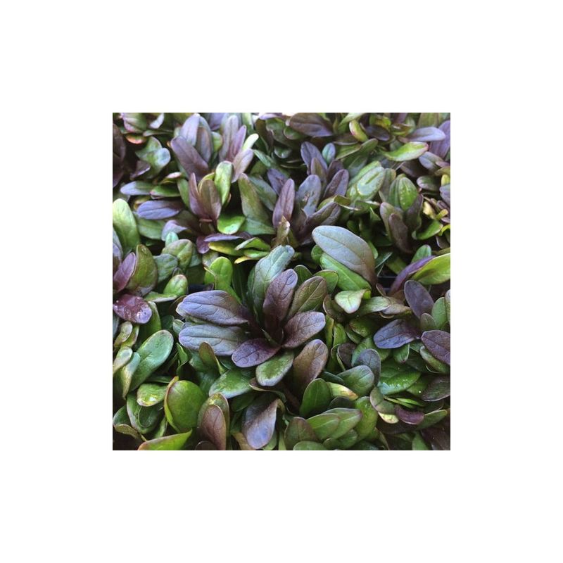 Casa si Gradina - Gradinarit si plante - Plante si ghivece - Plante in ghiveci - Ajuga reptans 'Chocolate Chips', planta perena pitica, acoperitoare de sol, la ghiveci, 1 buc - Infinity.ro