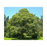 Casa si Gradina - Gradinarit si plante - Plante si ghivece - Plante in ghiveci - Paltin de munte 50-80 cm ( Acer pseudoplatanus), radacina libera - Infinity.ro