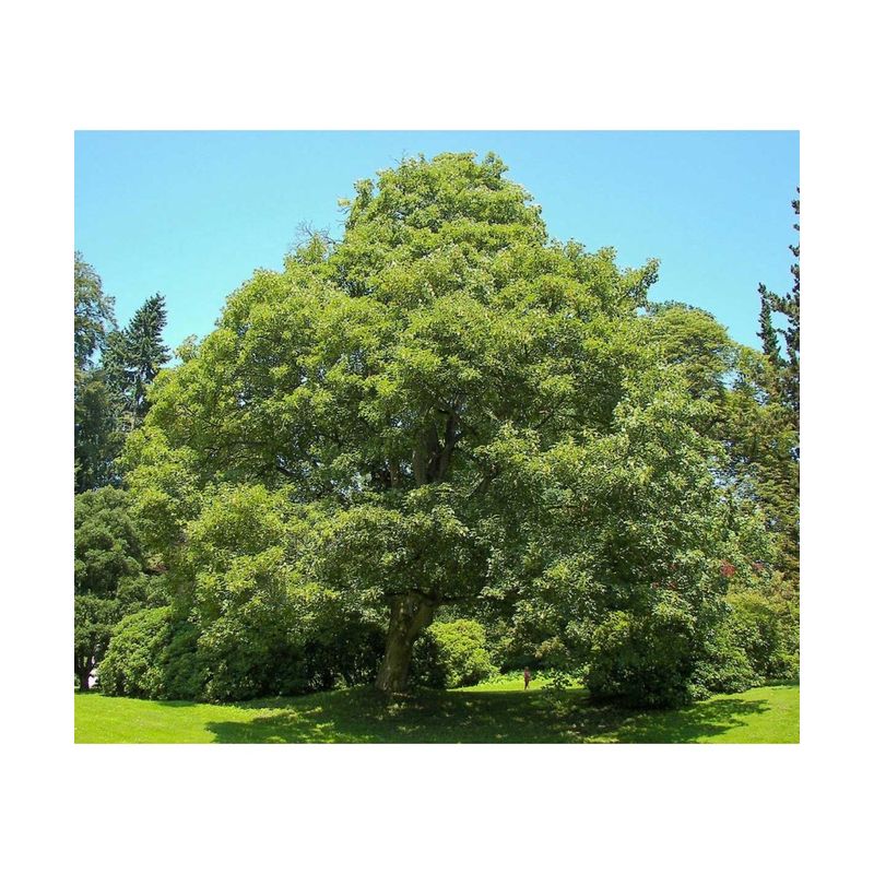 Casa si Gradina - Gradinarit si plante - Plante si ghivece - Plante in ghiveci - Paltin de munte 50-80 cm ( Acer pseudoplatanus), radacina libera - Infinity.ro