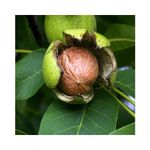 Casa si Gradina - Gradinarit si plante - Plante si ghivece - Plante in ghiveci - Nuc 120-150 cm , Juglans Regia , radacina libera - Infinity.ro