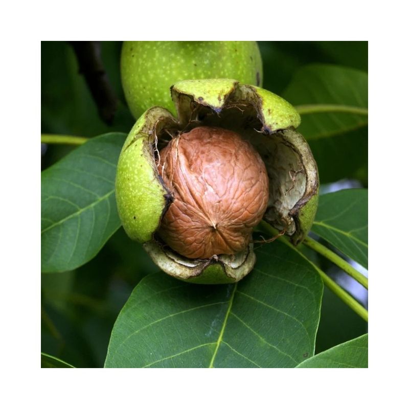 Casa si Gradina - Gradinarit si plante - Plante si ghivece - Plante in ghiveci - Nuc 120-150 cm , Juglans Regia , radacina libera - Infinity.ro