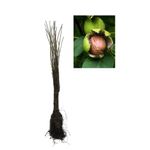 Casa si Gradina - Gradinarit si plante - Plante si ghivece - Plante in ghiveci - Nuc 120-150 cm , Juglans Regia , radacina libera - Infinity.ro