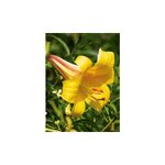 Casa si Gradina - Gradinarit si plante - Plante si ghivece - Bulbi, seminte si rasaduri - Bulb, Crini, Golden splendour, Calibru 14/16 - Infinity.ro