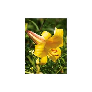 Casa si Gradina - Gradinarit si plante - Plante si ghivece - Infinity.ro