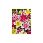 Casa si Gradina - Gradinarit si plante - Plante si ghivece - Bulbi, seminte si rasaduri - Bulb, Crini, Oriental mixed, Calibru 14/16 - Infinity.ro