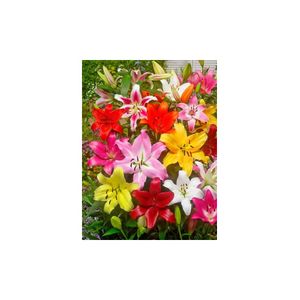 Casa si Gradina - Gradinarit si plante - Plante si ghivece - Infinity.ro