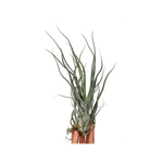 Casa si Gradina - Gradinarit si plante - Plante si ghivece - Plante in ghiveci - Planta aeriana Tillandsia Ehlersiana - Medie - Infinity.ro