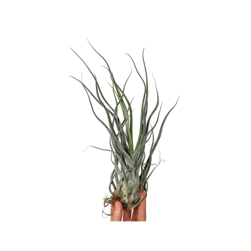 Casa si Gradina - Gradinarit si plante - Plante si ghivece - Plante in ghiveci - Planta aeriana Tillandsia Ehlersiana - Medie - Infinity.ro