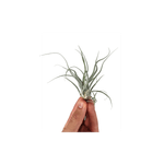 Casa si Gradina - Gradinarit si plante - Plante si ghivece - Plante in ghiveci - Planta aeriana Tillandsia Ehlersiana - Medie - Infinity.ro