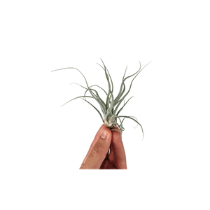 Planta aeriana Tillandsia Ehlersiana - Medie