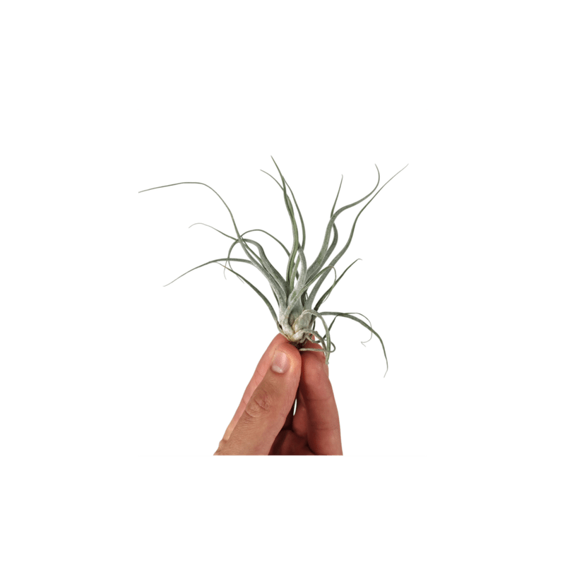 Casa si Gradina - Gradinarit si plante - Plante si ghivece - Plante in ghiveci - Planta aeriana Tillandsia Ehlersiana - Medie - Infinity.ro