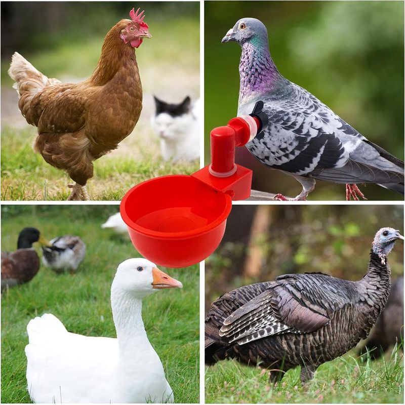 Casa si Gradina - Gradinarit si plante - Produse zootehnice - Adapatoare animale - Set castroane pentru adapatori automate de pui, Rosu, 6 bucati - Infinity.ro
