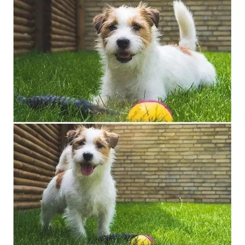 Petshop - Accesorii petshop - Jucarii animale - Jucarii interactive animale - Jucarie de apa Castorul jucaus,Gonga® Multicolor - Infinity.ro