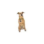 Petshop - Accesorii petshop - Zgarzi, lese si hamuri - Zgarzi - Zgarda pentru catei cu lumini LED, Gonga® Galben - Infinity.ro