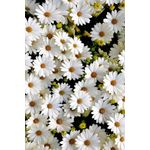 Casa si Gradina - Textile si covoare - Covoare - Covorase intrare - Covoras de intrare, Conceptum Hypnose, multicolor, 100x150 cm, 100% poliester, antiderapant, 477HFT1960 - Infinity.ro