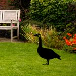 Casa si Gradina - Gradina si terasa - Decoratiuni exterior - Ornamente gradina - Obiect decorativ, Aberto Design, metal, negru, 64x44 cm - Infinity.ro