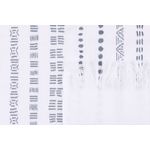 Market - Curatenie si intretinere casa - Produse bucatarie - Lavete si bureti - Set prosoape de bucatarie, L'essentiel Maison, alb, albastru inchis, verde, maro, 40x60 cm, 100% bumbac, 6 bucati - Infinity.ro