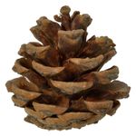 Casa si Gradina - Decoratiuni - Decoratiuni de sezon - Set conuri decorative, 5 cm, lemn, 20 bucati, rosu si maro - Infinity.ro