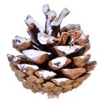 Casa si Gradina - Decoratiuni - Decoratiuni de sezon - Set conuri decorative, ninse, insertii pomusoare rosu, lemn, diametru 5cm, 20 bucati - Infinity.ro