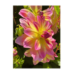 Casa si Gradina - Gradinarit si plante - Plante si ghivece - Bulbi, seminte si rasaduri - Bulb, Dalia Pacific Ocean, bulb, calitatea II - Infinity.ro