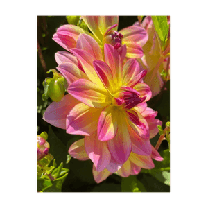 Casa si Gradina - Gradinarit si plante - Plante si ghivece - Infinity.ro