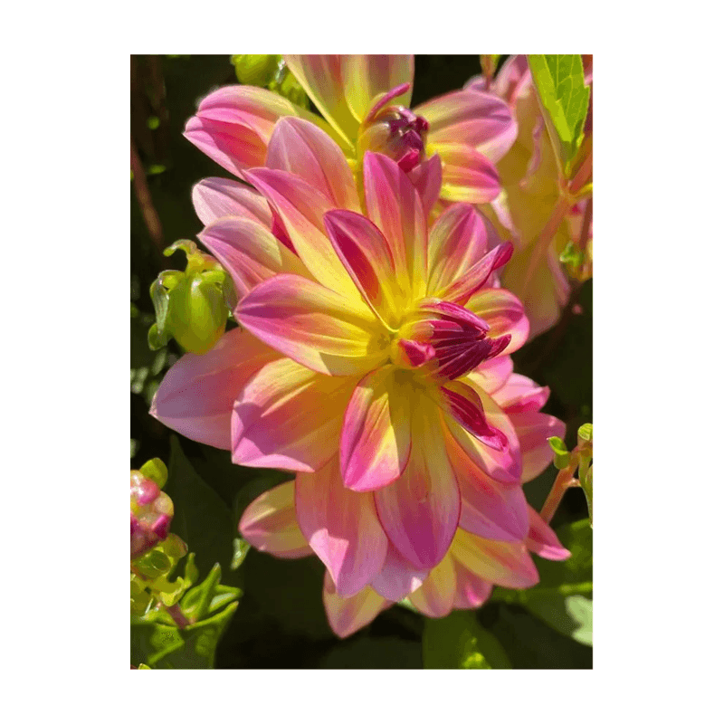 Casa si Gradina - Gradinarit si plante - Plante si ghivece - Bulbi, seminte si rasaduri - Bulb, Dalia Pacific Ocean, bulb, calitatea II - Infinity.ro