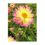 Casa si Gradina - Gradinarit si plante - Plante si ghivece - Bulbi, seminte si rasaduri - Bulb, Dalia Pacific Ocean, bulb, calitatea II - Infinity.ro