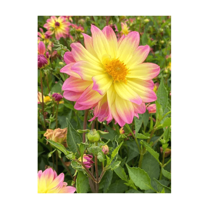 Casa si Gradina - Gradinarit si plante - Plante si ghivece - Bulbi, seminte si rasaduri - Bulb, Dalia Pacific Ocean, bulb, calitatea II - Infinity.ro