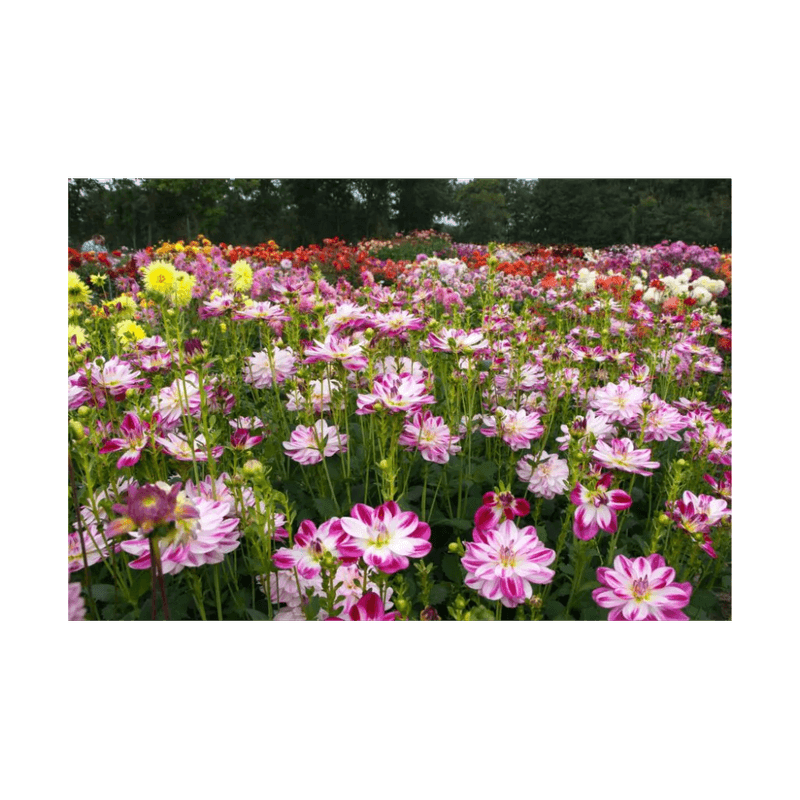 Casa si Gradina - Gradinarit si plante - Plante si ghivece - Bulbi, seminte si rasaduri - Bulb, Dalia Saint Martin, bulb, calitatea II - Infinity.ro