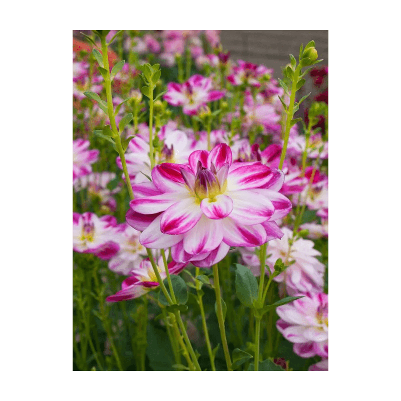 Casa si Gradina - Gradinarit si plante - Plante si ghivece - Bulbi, seminte si rasaduri - Bulb, Dalia Saint Martin, bulb, calitatea II - Infinity.ro