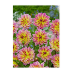 Casa si Gradina - Gradinarit si plante - Plante si ghivece - Bulbi, seminte si rasaduri - Bulb, Dalia Pacific Ocean, bulb, calitatea II - Infinity.ro