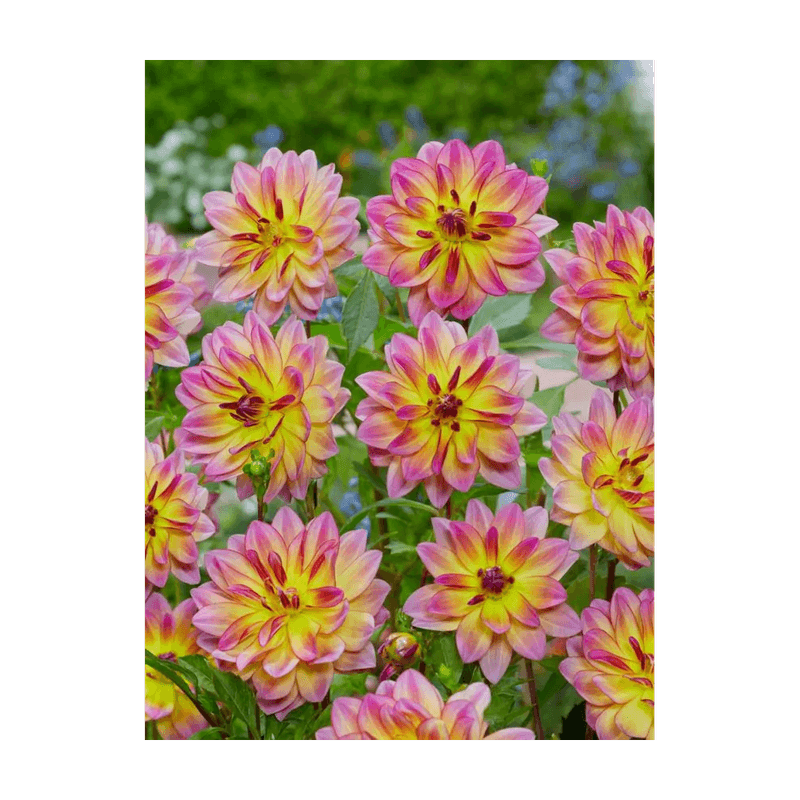 Casa si Gradina - Gradinarit si plante - Plante si ghivece - Bulbi, seminte si rasaduri - Bulb, Dalia Pacific Ocean, bulb, calitatea II - Infinity.ro