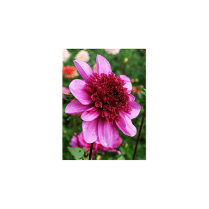 Casa si Gradina - Gradinarit si plante - Plante si ghivece - Infinity.ro