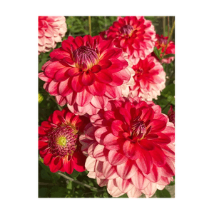 Casa si Gradina - Gradinarit si plante - Infinity.ro