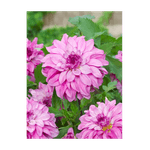 Casa si Gradina - Gradinarit si plante - Plante si ghivece - Bulbi, seminte si rasaduri - Bulb, Dalia Lizz Baaij, bulb, calitatea I - Infinity.ro