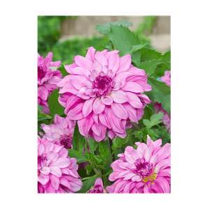 Casa si Gradina - Gradinarit si plante - Plante si ghivece - Infinity.ro