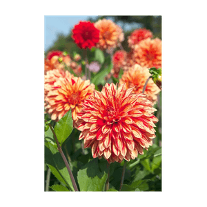 Casa si Gradina - Gradinarit si plante - Plante si ghivece - Infinity.ro