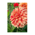 Casa si Gradina - Gradinarit si plante - Plante si ghivece - Bulbi, seminte si rasaduri - Bulb, Dalia Neo, bulb, calitatea I - Infinity.ro