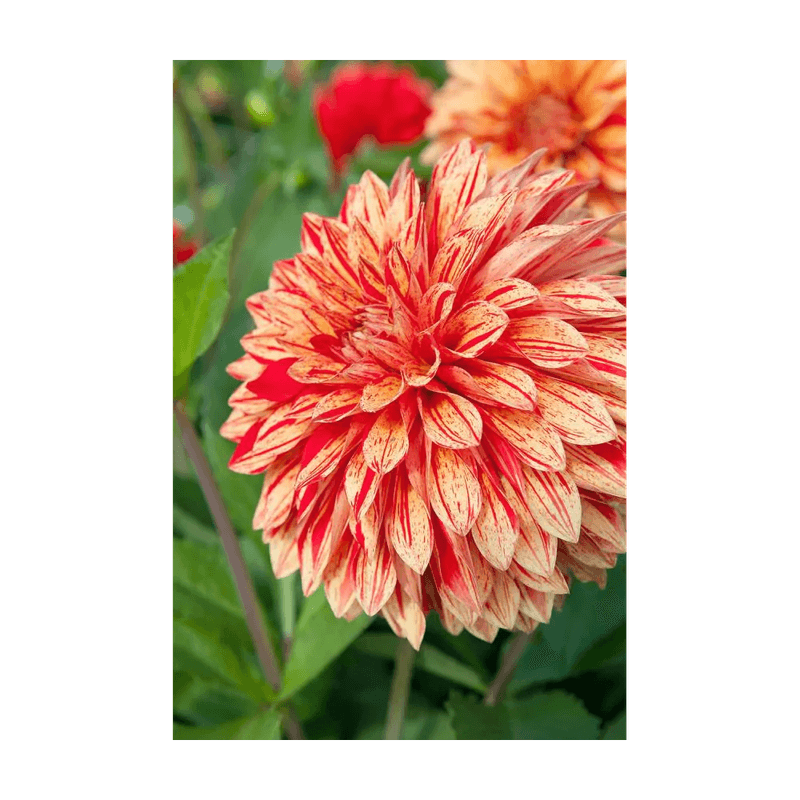 Casa si Gradina - Gradinarit si plante - Plante si ghivece - Bulbi, seminte si rasaduri - Bulb, Dalia Neo, bulb, calitatea I - Infinity.ro